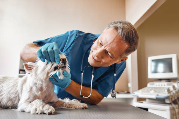 Dentist for Dental Trauma in IL